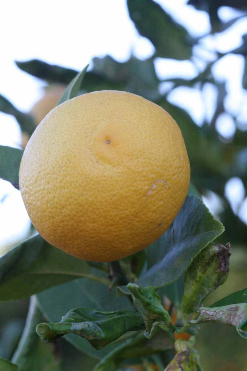            Fruit (Jullundri Khatti, Riverside, CA)   